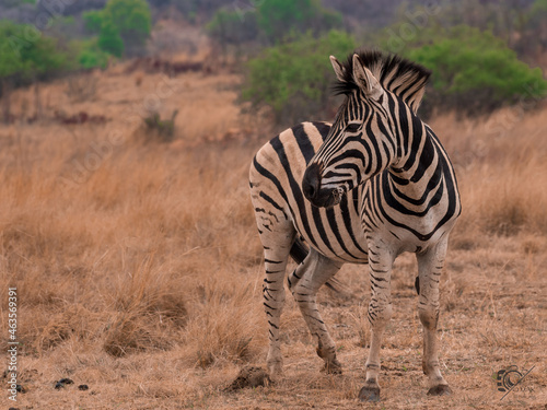 African Zebra