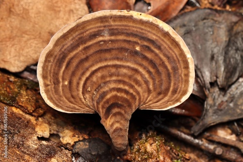 Brown Mushroom with ring pattern from West Papua, Indonesia