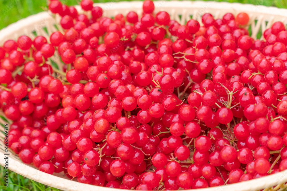 viburnum berry on an autumn table in the garden viburnum berry on an autumn table in the garden