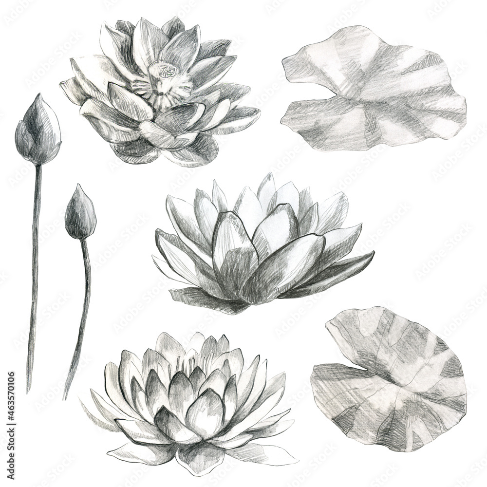 Lotuses. Flowers and lotus leaves in pencil. Water lily. Pencil drawing of leaf stems and water lily buds.