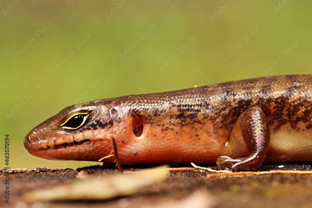 Close up head of Sphenomorphus cf. loriae from West Papua, Indonesia Close up head of Sphenomorphus cf. loriae from West Papua, Indonesia