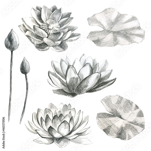 Lotuses. Flowers and lotus leaves in pencil. Water lily. Pencil drawing of leaf stems and water lily buds.