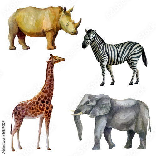 Fototapeta Naklejka Na Ścianę i Meble -  Watercolor illustration, set. African tropical animals hand-drawn in watercolor. Rhino, elephant, giraffe, zebra.
