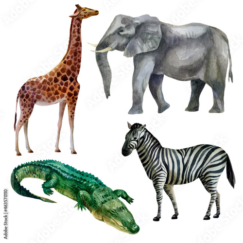 Fototapeta Naklejka Na Ścianę i Meble -  Watercolor illustration, set. African tropical animals hand-drawn in watercolor. Elephant, giraffe, zebra, crocodile.