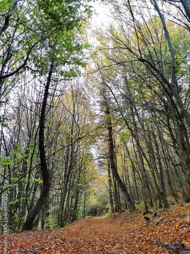 Autumn. Fallen leaves. Nature view. Autumn. Fallen leaves. Nature view.