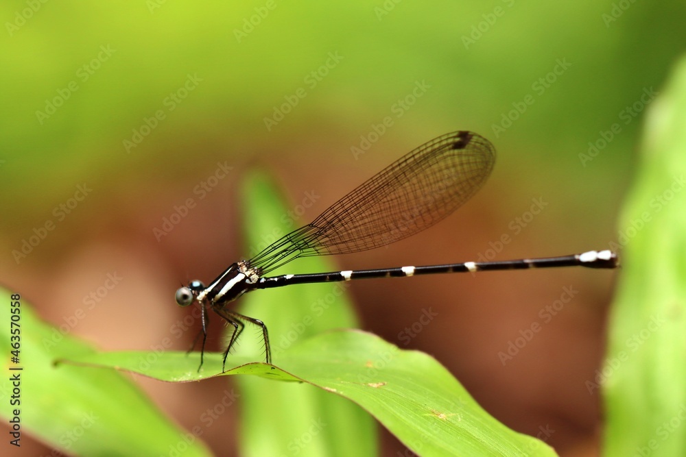 the black damselfly from indonesian new guinea the black damselfly from indonesian new guinea