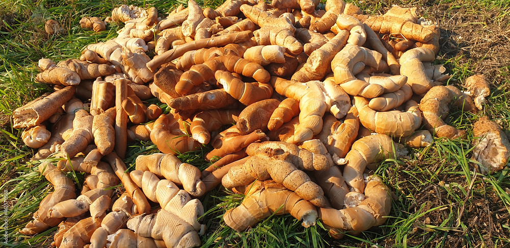 Discarded bread in the grass on the ground in Italy. Panorama. Discarded bread in the grass on the ground in Italy. Panorama.