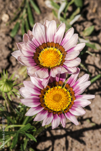 Treasure Flower  Gazania hybrida  in garden