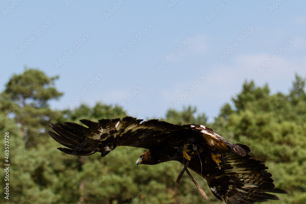Obraz premium Great eagle, a bird of the hawk family in flight against the background of the summer sky. Bird of prey spread its wings