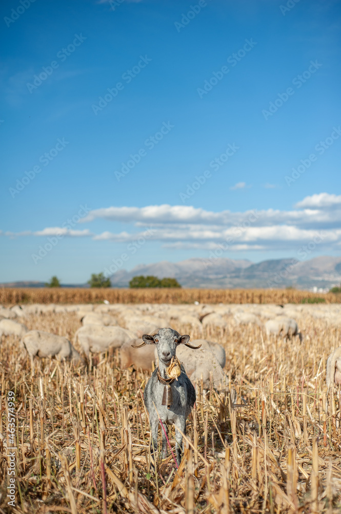 Obraz premium goats grazing eating in freshly harvested corn field with blue sky and yellow corn