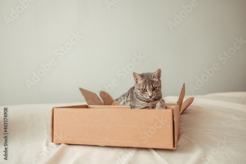 Portrait of a funny cat with brown eyes sits in a cardboard delivery box. Playing with your pet at home