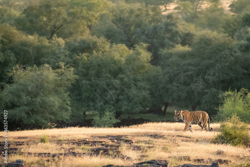 Fototapeta Naklejka Na Ścianę i Meble -  wild bengal tiger on prowl on mountain or hill ridge in natural green background in jungle safari at ranthambore national park or tiger reserve sawai madhopur rajasthan india - panthera tigris tigris