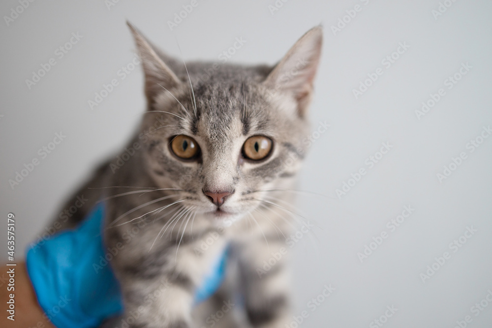 Domestic gray fluffy kitten in the hands of veterinarian on a light background in the clinic