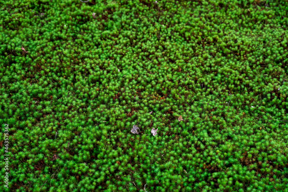Kyoto,Japan - October 8, 2021: Beautiful Green moss in a garden
Kyoto,Japan - October 8, 2021: Beautiful Green moss in a garden