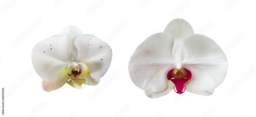 Isolated white vanda or hybrid orchid flower with clipping paths. Isolated white vanda or hybrid orchid flower with clipping paths.