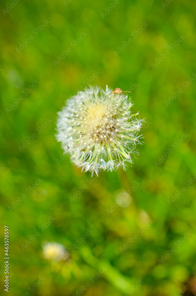 Round dandelion with white down on the field Round dandelion with white down on the field