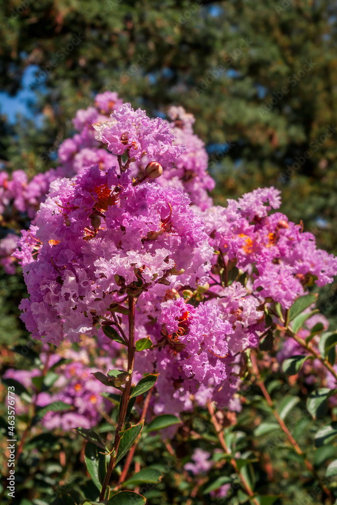Crape Myrtle (Lagerstroemia indica) in park, Los Angeles, California, USA Crape Myrtle (Lagerstroemia indica) in park, Los Angeles, California, USA