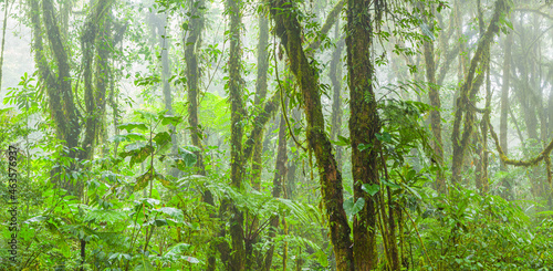 Panorama image of a tropical cloud-forest in central Costa Rica 