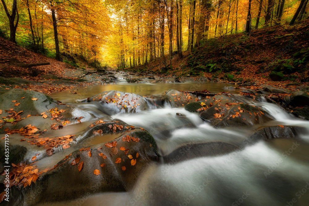 Beautiful autumn forest in the mountains - obrazy, fototapety, plakaty 