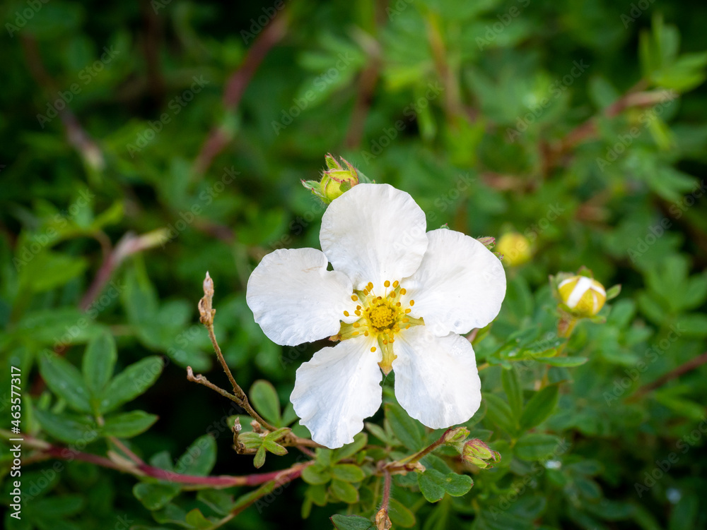 Obraz premium Shrubby cinquefoil, Dasiphora fruticosa syn Potentilla fruticosa Abbotswood, close up of white flower in spring, Netherlands