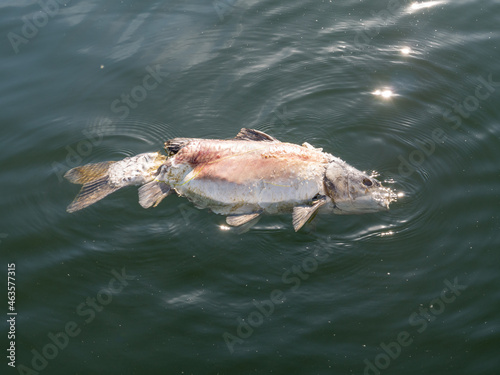 Common carp, Cyprinus carpio, dead fish floating in water, Haringvliet, Netherlands photo