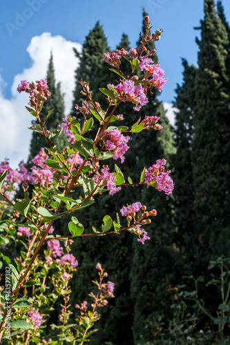 Crape Myrtle  Lagerstroemia indica  in park  Los Angeles  California  USA