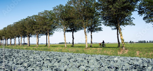 red cabbage field under blue summer sky in dutch province of noord holland photo