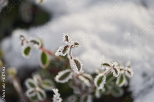 The plants were covered with frost in the frost, after a snowfall in December before the new year. © jen2215