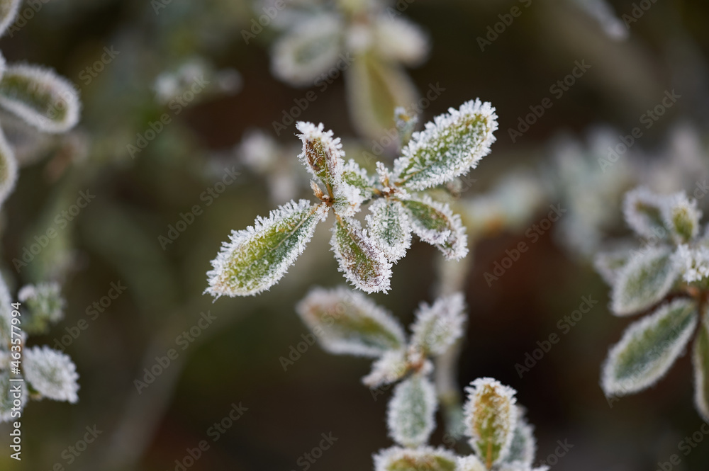 The plants were covered with frost in the frost, after a snowfall in December before the new year. The plants were covered with frost in the frost, after a snowfall in December before the new year.