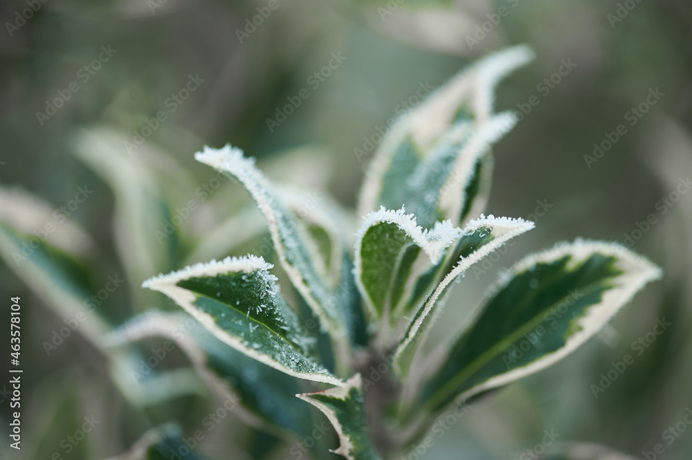 The plants were covered with frost in the frost, after a snowfall in December before the new year. The plants were covered with frost in the frost, after a snowfall in December before the new year.