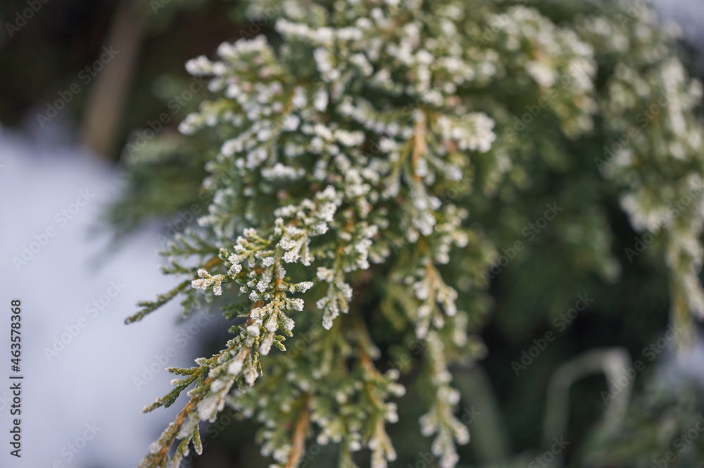 The plants were covered with frost in the frost, after a snowfall in December before the new year. The plants were covered with frost in the frost, after a snowfall in December before the new year.