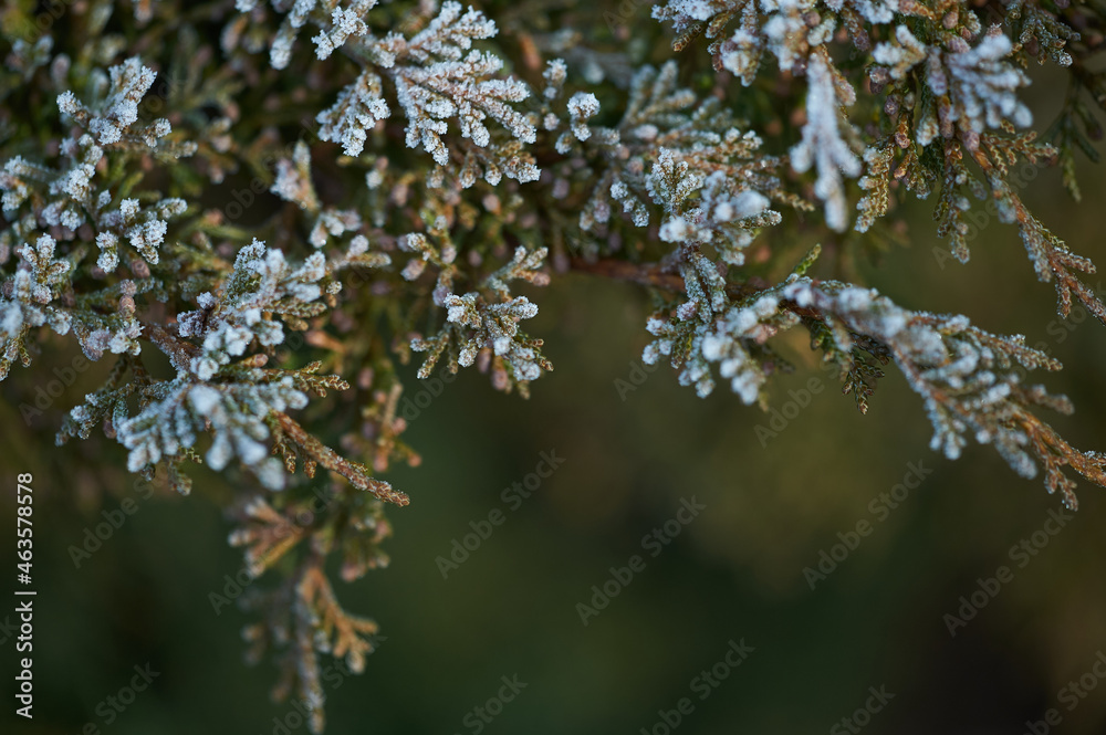 The plants were covered with frost in the frost, after a snowfall in December before the new year. The plants were covered with frost in the frost, after a snowfall in December before the new year.