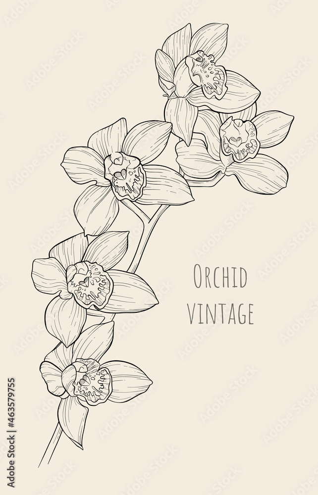 Vector vintage linear illustration of large blooming orchid flowers and several closed buds on one branch. Hand drawn exotic plant. Imitation of an old ink drawing on paper. Vanilla. Line Art.