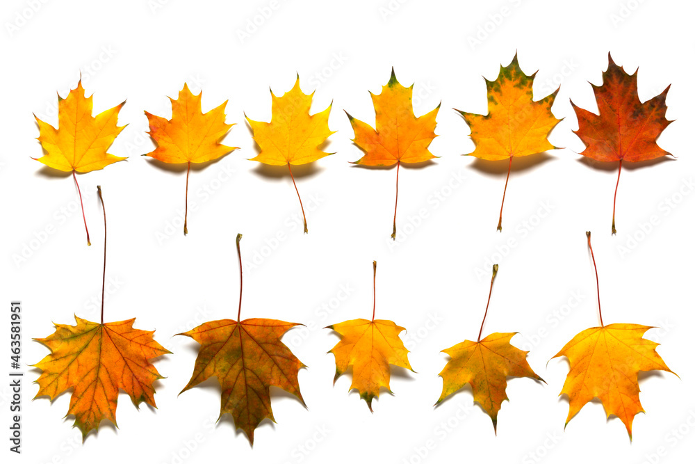 Fototapeta premium Colorful maple leaves Isolated on white background.