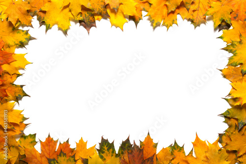 Autumn frame composed of colorful leaves maple over white background.