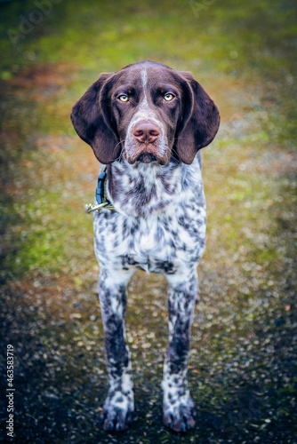 Bilde på lerret german shorthaired pointer hunting dog