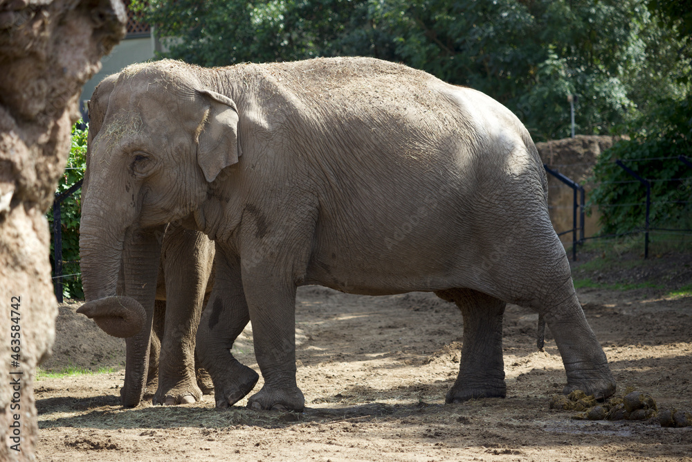 Fototapeta premium Cute Elephant