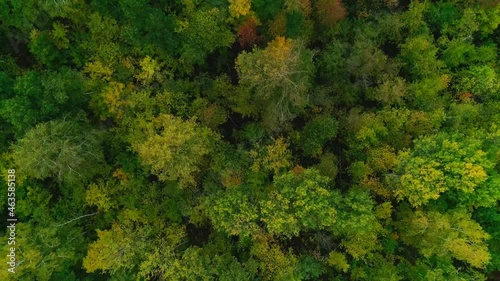 Aerial video of autumn forest in the evening photo