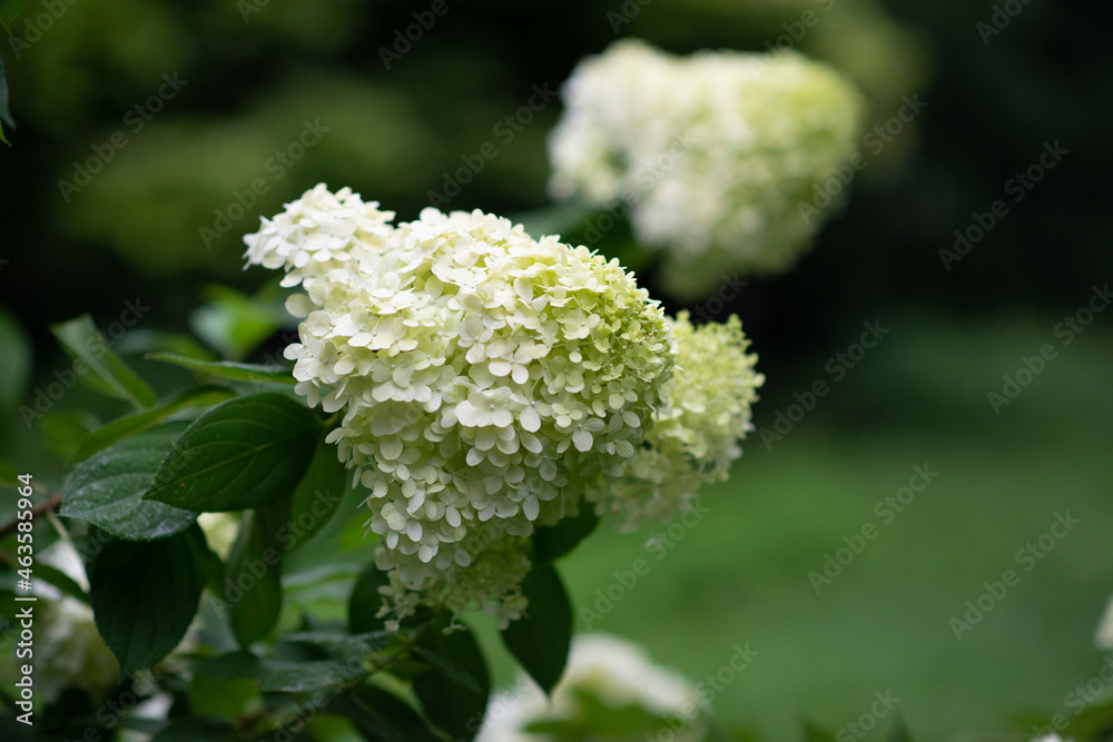 flowers blooming in summer garden, beauty in nature flowers blooming in summer garden, beauty in nature