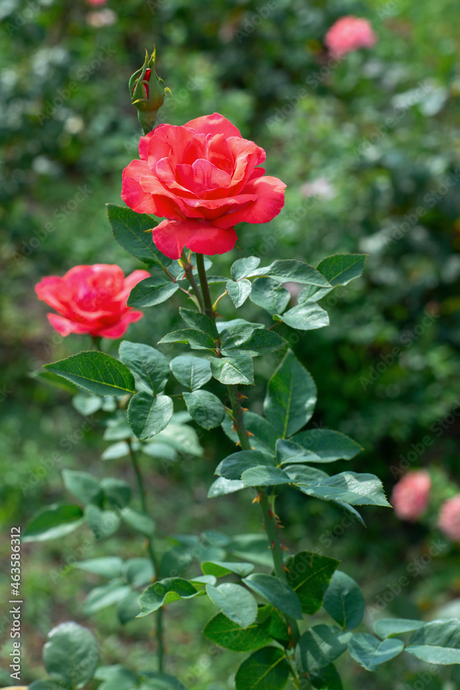 Red roses flowers blooming in summer garden, beauty in nature