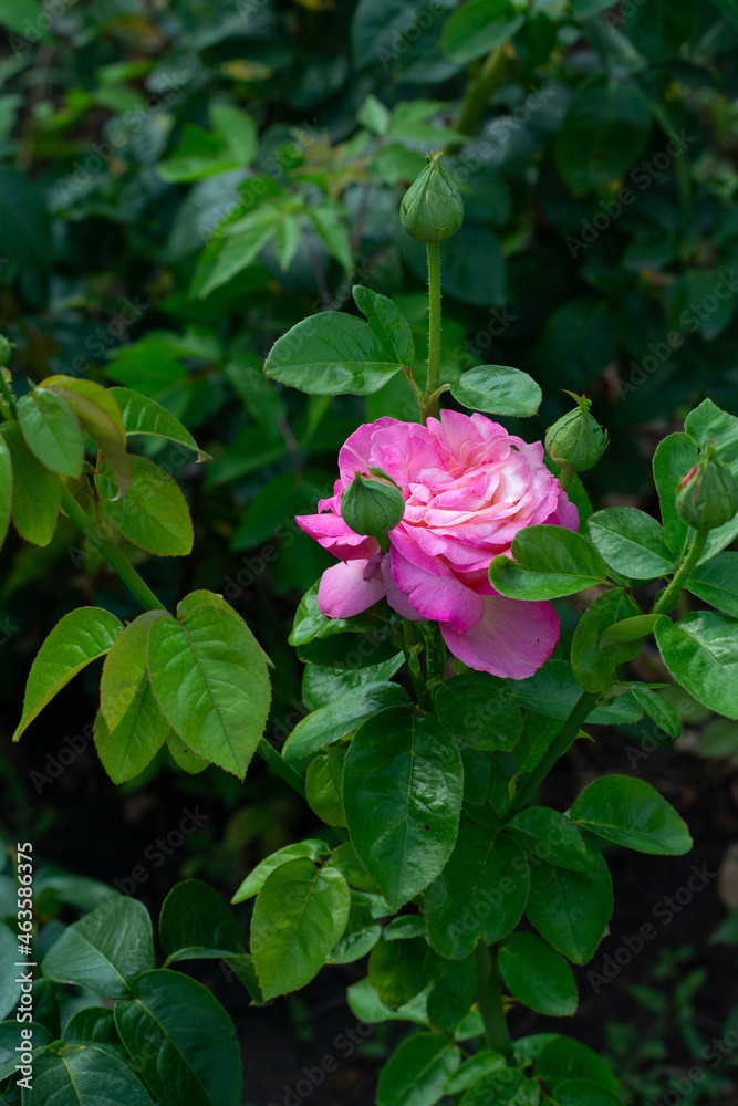 Pink roses flowers blooming in summer garden, beauty in nature