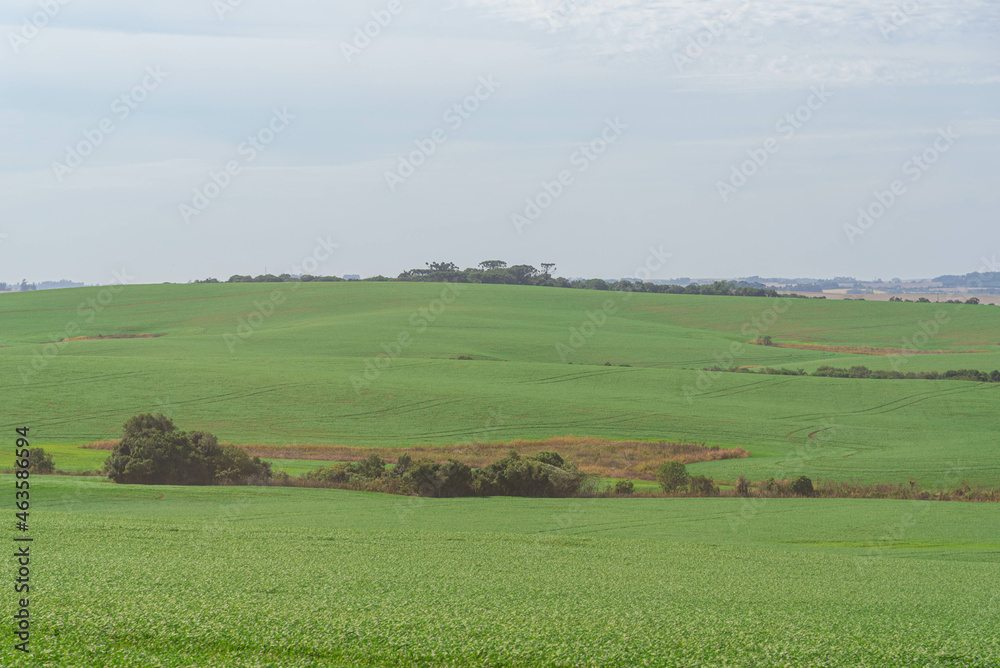 Fallow soybean production fields covered by forage