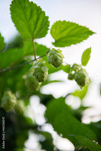 Hop plant, cones and foliage closeup. A medicinal plant, a symbol of fertility, well-being and good luck. Used in brewing. Depressant