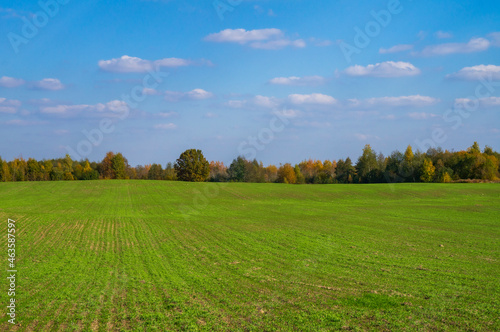 Green empty agro field. Summer landscape © Payllik