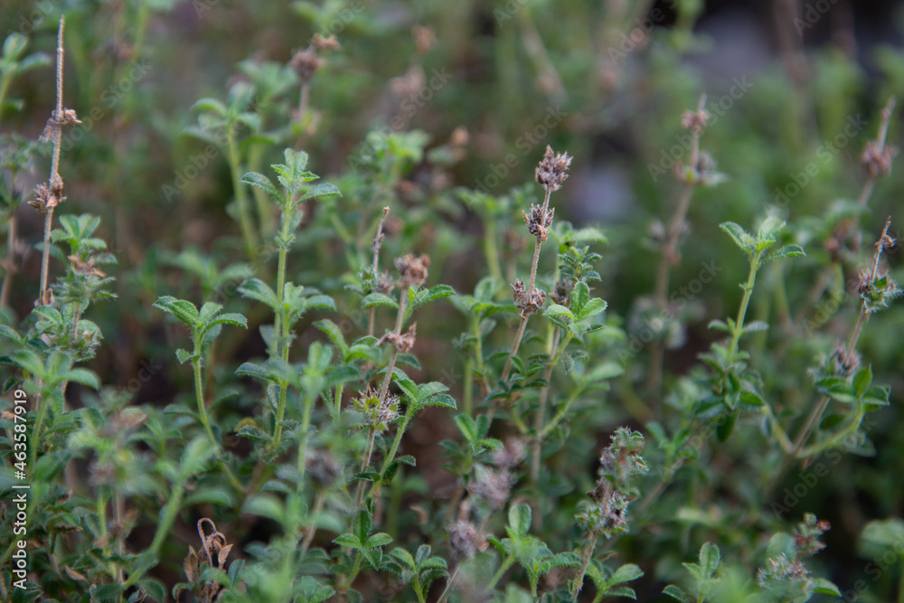 Summer savory. Kitchen herbs growing in garden summer outdoor Summer savory. Kitchen herbs growing in garden summer outdoor