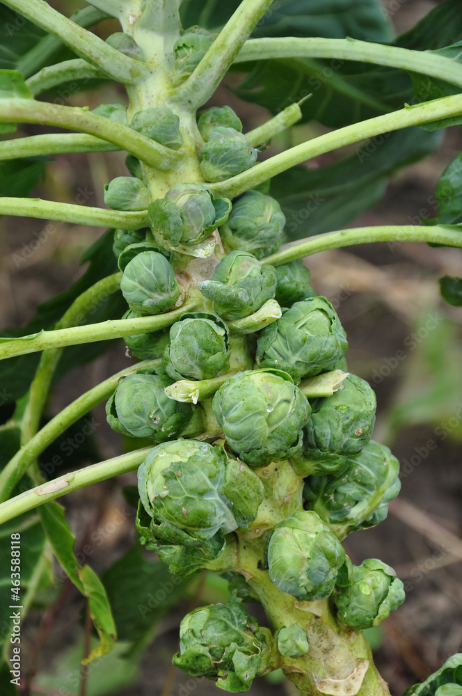 .Brussels sprouts grow in a vegetable garden..Brussels sprouts on a bush in the garden. Vegetables, fresh healthy food. Garden, growing vegetables. Farming. .Brussels sprouts grow in a vegetable garden..Brussels sprouts on a bush in the garden. Vegetables, fresh healthy food. Garden, growing vegetables. Farming.