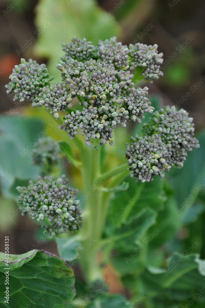 .Broccoli. A small young head of broccoli grows in a garden or vegetable garden.