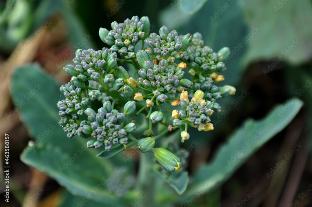 Blooming broccoli..Broccoli flowers in bloom with blurred garden background