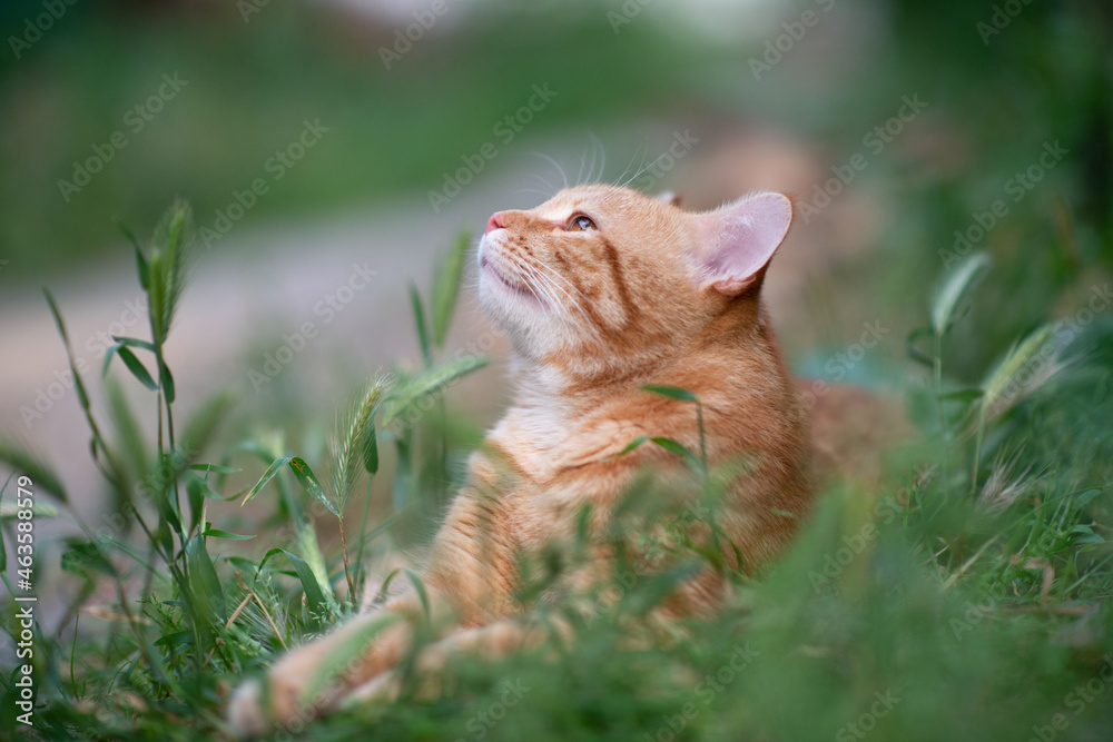 Beautiful young red tabby cat lying in the grass, summer nature outdoor Beautiful young red tabby cat lying in the grass, summer nature outdoor