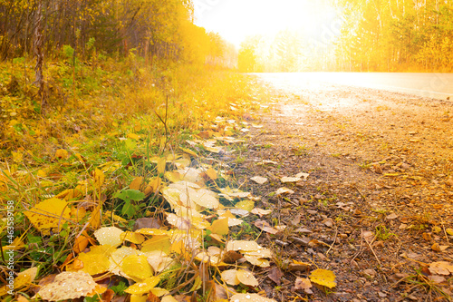 Golden birch leaves covering the roadside on dirt road passing through the autumn forest in sunny day. Afternoon sun illuminates the Indian summer landscape. Low shooting angle
